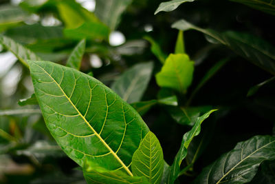 Close-up of green leaves
