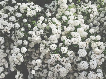 High angle view of white flowering plants