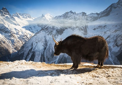 View of a horse on snow covered mountains