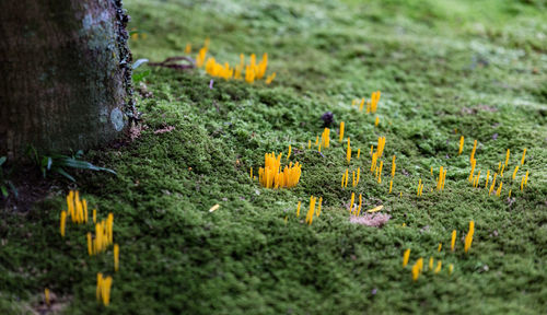 Close-up of yellow flowers