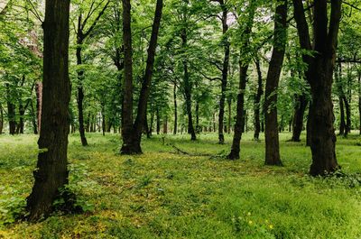 Trees in forest