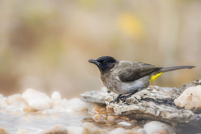 Close-up of bird perching on rock