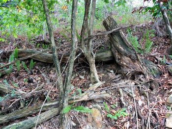 View of tree trunks in field
