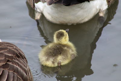 Close-up of young birds in lake