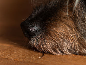 Dog muzzle with wet nose on wooden floor selective focus. fluffy shaggy red dog face indoor.