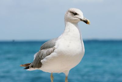 Close-up of a seagull