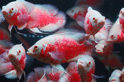 Close-up of fish swimming in sea