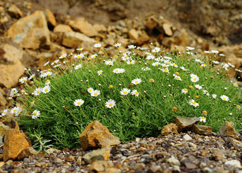 Close-up of plants