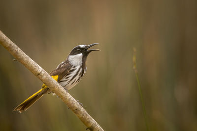 Close-up of bird perching on branch