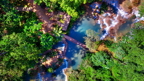 High angle view of trees in forest