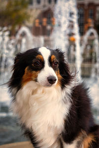 Close-up portrait of dog