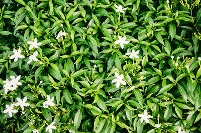 Full frame shot of flowering plants