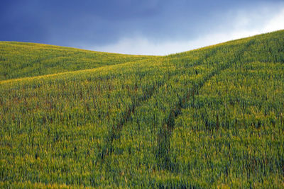 Scenic view of agricultural field against sky