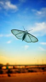 Close-up of insect on a land