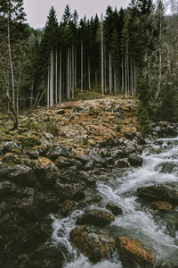 Scenic view of river amidst trees in forest