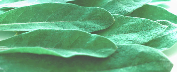 Full frame shot of green leaves