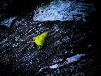 Close-up of green leaf in water