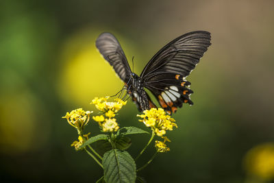 Close-up of butterfly pollinating on flower