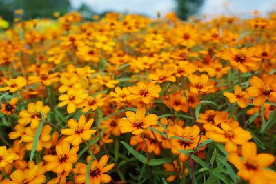 Close-up of flowers growing in field