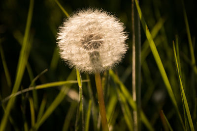 Close-up of dandelion against blurred background