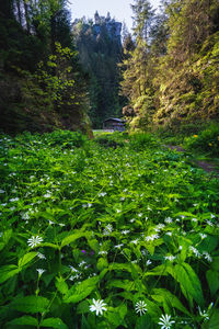 Trees growing in forest
