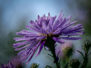 Close-up of purple flower blooming outdoors