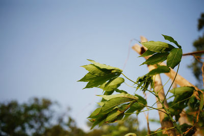 Close-up of leaves on plant against sky