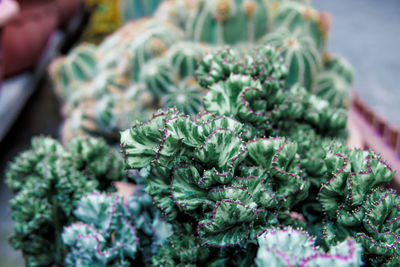 Close-up of vegetables in market