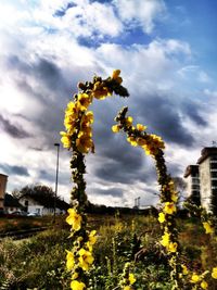 Low angle view of yellow flowers against cloudy sky