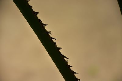 Low angle view of silhouette birds against sky