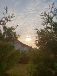 Trees and buildings against sky during sunset