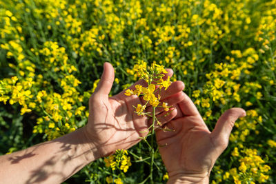 Canola flowers being held in human hand on oilseed feeld background