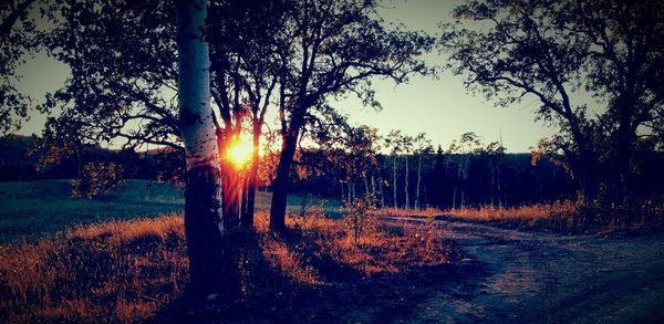 Sun shining through trees