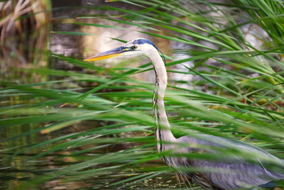 Close-up of a bird