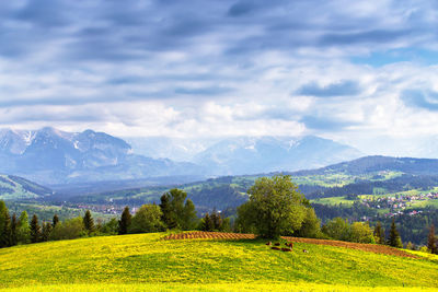 Scenic view of field against sky