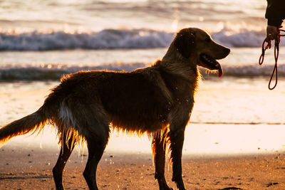 Dog on beach during sunset