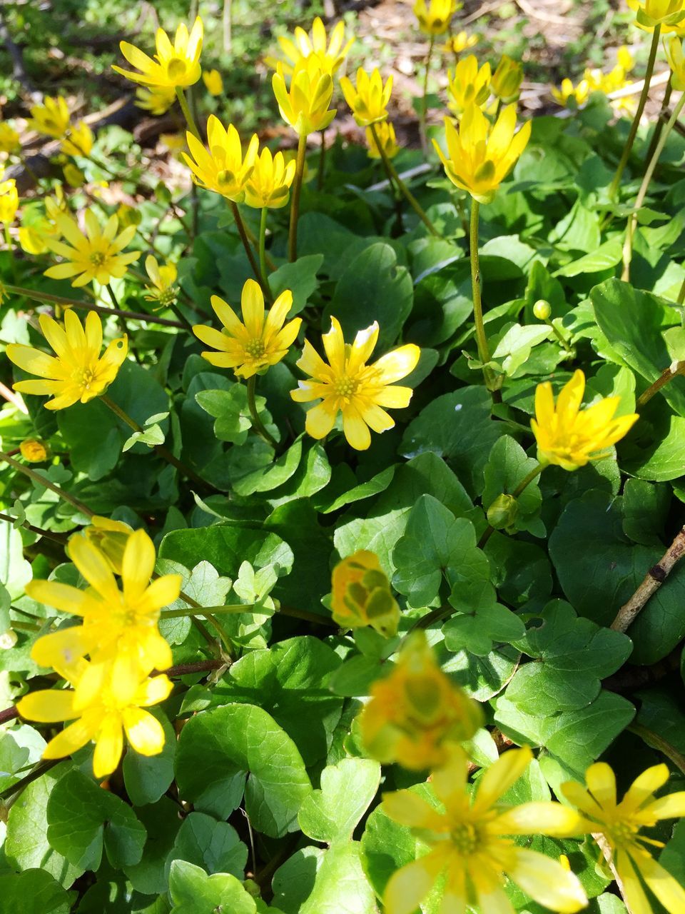 flower, yellow, freshness, petal, fragility, growth, beauty in nature, flower head, plant, blooming, nature, leaf, green color, high angle view, in bloom, field, blossom, outdoors, day, close-up