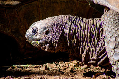 Close-up of turtle in zoo