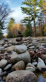 Stone wall in forest