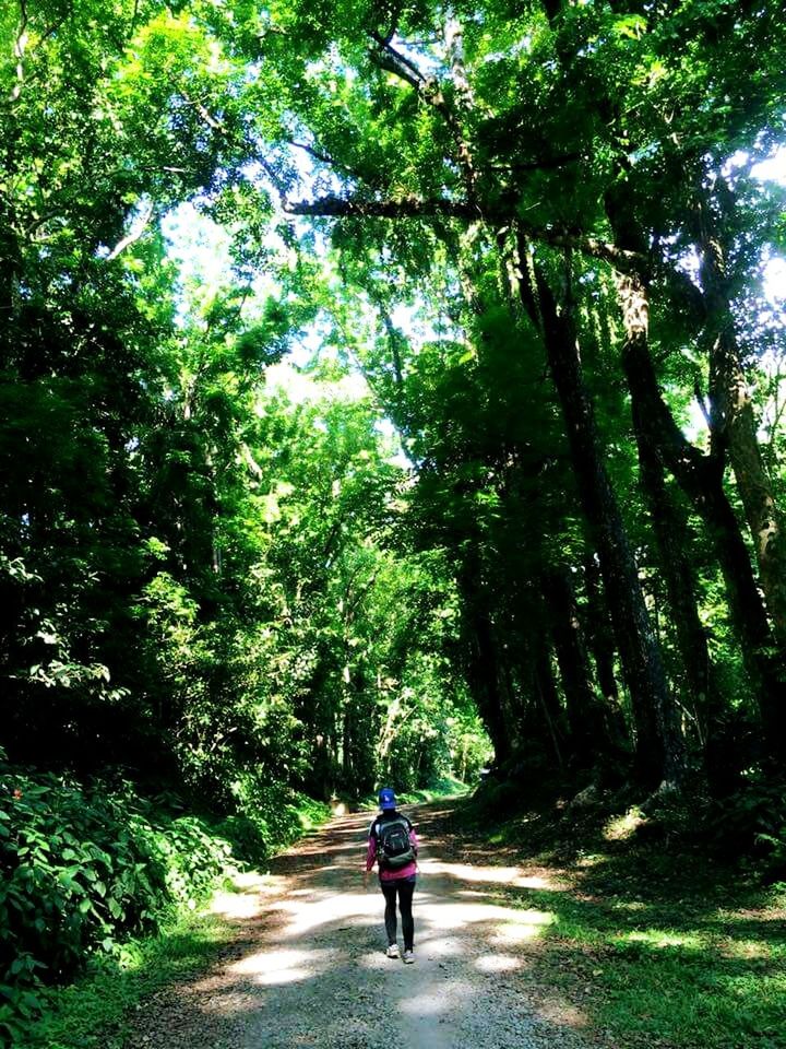 tree, rear view, full length, the way forward, walking, lifestyles, leisure activity, forest, growth, men, person, nature, footpath, tree trunk, branch, green color, diminishing perspective, dirt road