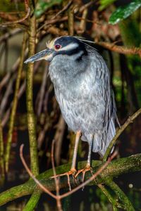 Close-up of bird perching on white background