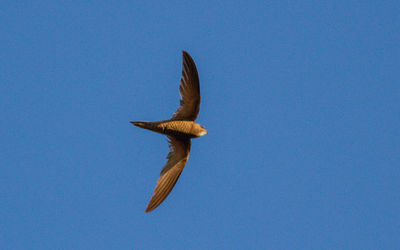 Low angle view of eagle flying against clear blue sky