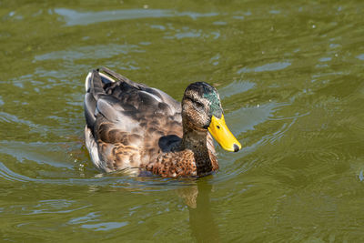 High angle view of mallard ducks swimming in lake