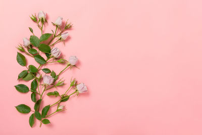 Close-up of plant against pink background