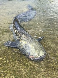 High angle view of fish swimming in sea