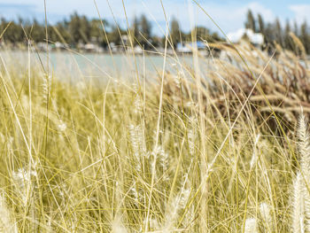 Close-up of stalks in field