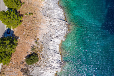 High angle view of plant by sea