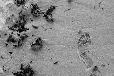 High angle view of crab on sand