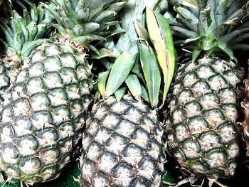 Close-up of plant