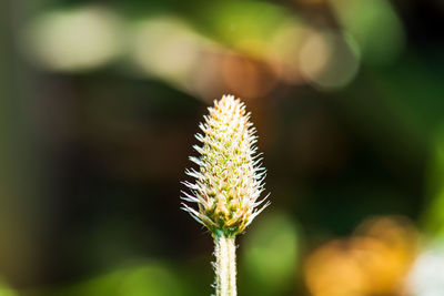 Close-up of white flower